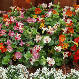 ������ ������ ������� ������ ������� ���� (1��-100 �����) ���������������� ������   ����