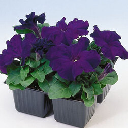 ������ ������ ������� ����������� ����� ��� �� ��� (1��-100�����) ���������������� ������   ����