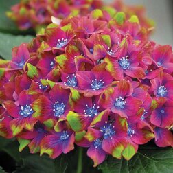 ������ ������ ��������� �������������� ����� ���������   ����