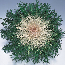 ������ ������ ������� ������������ ����� ���� (1��-250��) ���������������� ������   ����