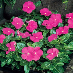 ������ ������ ���������� �������� ��� ����� (1��-100��)���������������� ������   ����