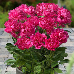 ������ ������ ���� ����������� (�����) ������   ����