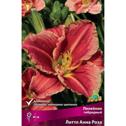 ������ ������ �������� ��������� ����� ���� ����   ����