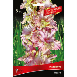 ������ ������ ��������� ����� (5 ��.)   ����