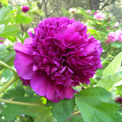 ������ ������ ���� ����������� ��� ����-ϸ��   ����