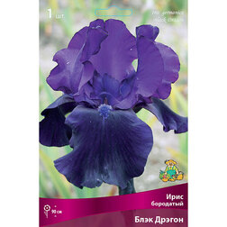������ ������ ���� ��������� ���� ������ (Iris germanica Black Dragon)   ����