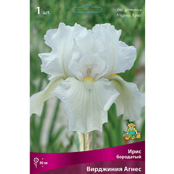 ������ ������ ���� ��������� ��������� ����� (Iris germanica Virginia Agnes)   ����