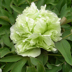 ������ ������ ���� ����������� ������� ����   ����