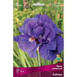 ������ ������ ���� ��������� ������   ����