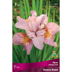 ������ ������ ���� ��������� ����� ����   ����