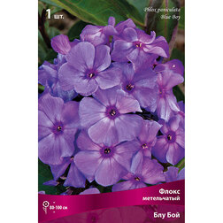 ������ ������ ����� ����������� ��� ���   ����