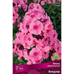 ������ ������ ����� ����������� �������   ����