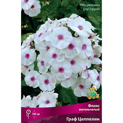 ������ ������ ����� ����������� ���� ��������   ����