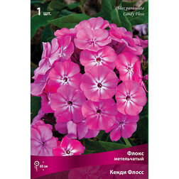 ������ ������ ����� ����������� ����� �����   ����