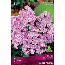 ������ ������ ����� ����������� ���� �����   ����