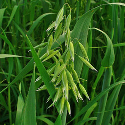 ������ ������ ���� ������ (1��-0.5��)   ����