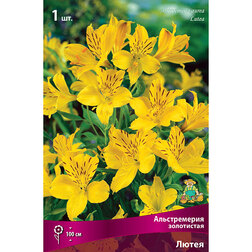 ������ ������ ������������ ���������� �����   ����