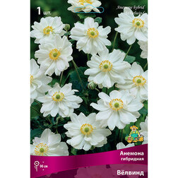 ������ ������ ������� ��������� ¸�����   ����