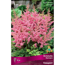 ������ ������ �������� ������� (�������)   ����