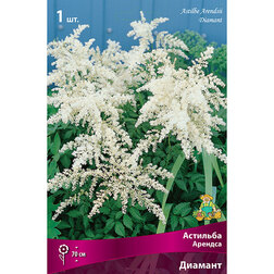 ������ ������ �������� ������� (�������)   ����