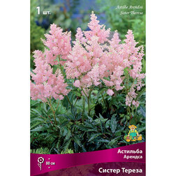 ������ ������ �������� ������� ������ ������   ����