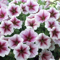 ������ ������ ������� ��������� ����� ��������� ��� (1��-250�����) ���������������� ������   ����