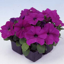 ������ ������ ������� ����������� ����� ��� �� ������(1��-100�����) ���������������� ������   ����