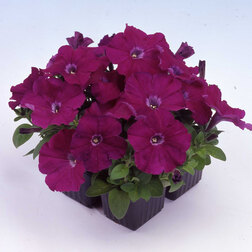 ������ ������ ������� ����������� ����� ��� �� ����� (1��-100�����) ���������������� ������   ����