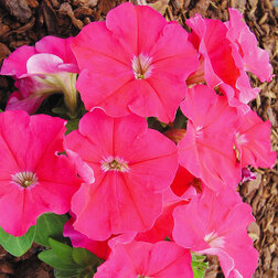 ������ ������ ������� ����������� ����� ��� �� ���� (1��-100�����) ���������������� ������   ����