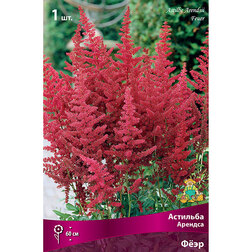 ������ ������ �������� ������� Ը��   ����