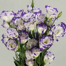 ������ ������ ������� ����� ������ ����� ��� ������ (1��-100��) ���������������� ������   ����