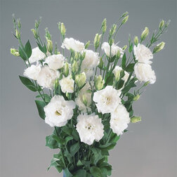 ������ ������ ������� ����� ������ ���� ���� (1��-100��) ���������������� ������   ����