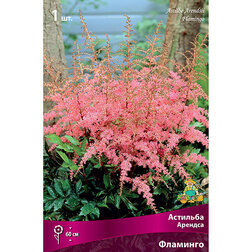 ������ ������ �������� ������� ��������   ����