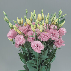 ������ ������ ������� ����� ������ ���� (1��-100��) ���������������� ������   ����