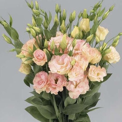 ������ ������ ������� ����� ������ ������� (1��-100��) ���������������� ������   ����