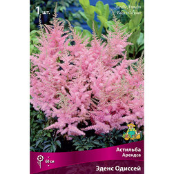 ������ ������ �������� ������� ����� �������   ����