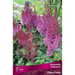 ������ ������ �������� ��������� ϸ�� ����   ����