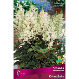 ������ ������ �������� ��������� (���� ����)   ����