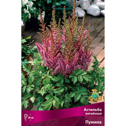 ������ ������ �������� ��������� (������)   ����