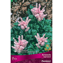 ������ ������ �������� �������� �������   ����