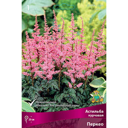 ������ ������ �������� �������� ������   ����