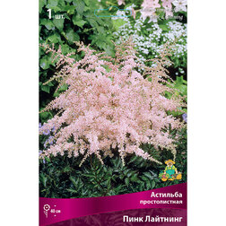 ������ ������ �������� ������������� ���� ��������   ����