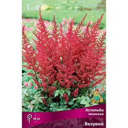 ������ ������ �������� �������� �������   ����