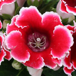 ������ ������ ��������� ������� ��� ������ (1��-100 �����) ���������������� ������   ����