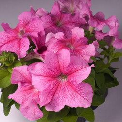 ������ ������ ������� ����������� ����� ��� �� ���� ������ (1��-100�����) ���������������� ������   ����