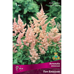 ������ ������ �������� �������� ��� �������   ����