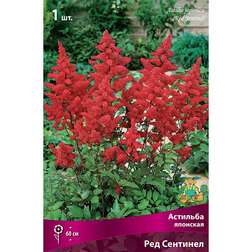 ������ ������ �������� �������� ��� ��������   ����