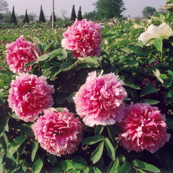 ������ ������ ���� ����������� ���������� ������   ����