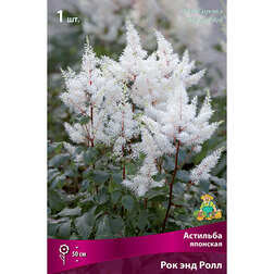 ������ ������ �������� �������� ��� ��� ����   ����