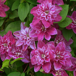 ������ ������ �������� ��������������� ��� �������   ����